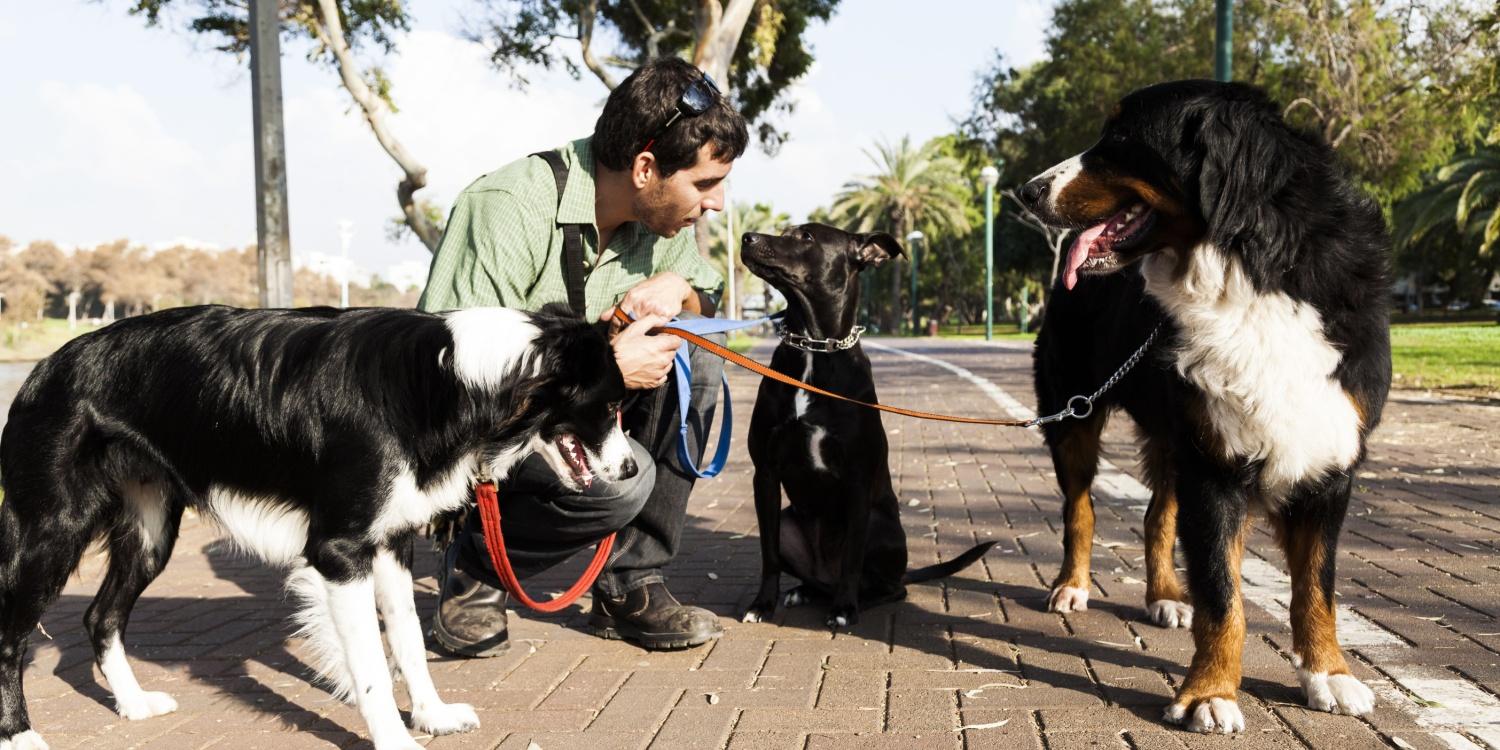 How to start a dog walking business in 2026